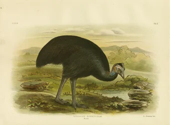 ムールク、1891年